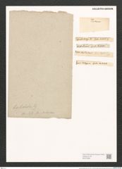 Synedra barbatula Kuetz. (de-Toni-Nr.: Genus 66, Species 2599) Zeichnungen Sammlung Grunow (NHMW-BOT-W0373696)
